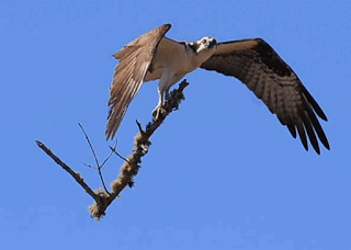 ospreys return to cape cod