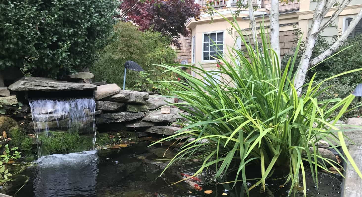 gabriels fish pond
