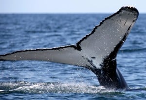 Whale watch 1