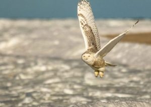 Winter Owl