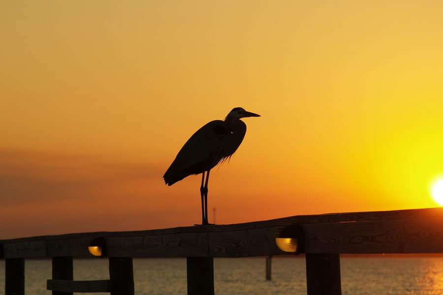 Bird sunset