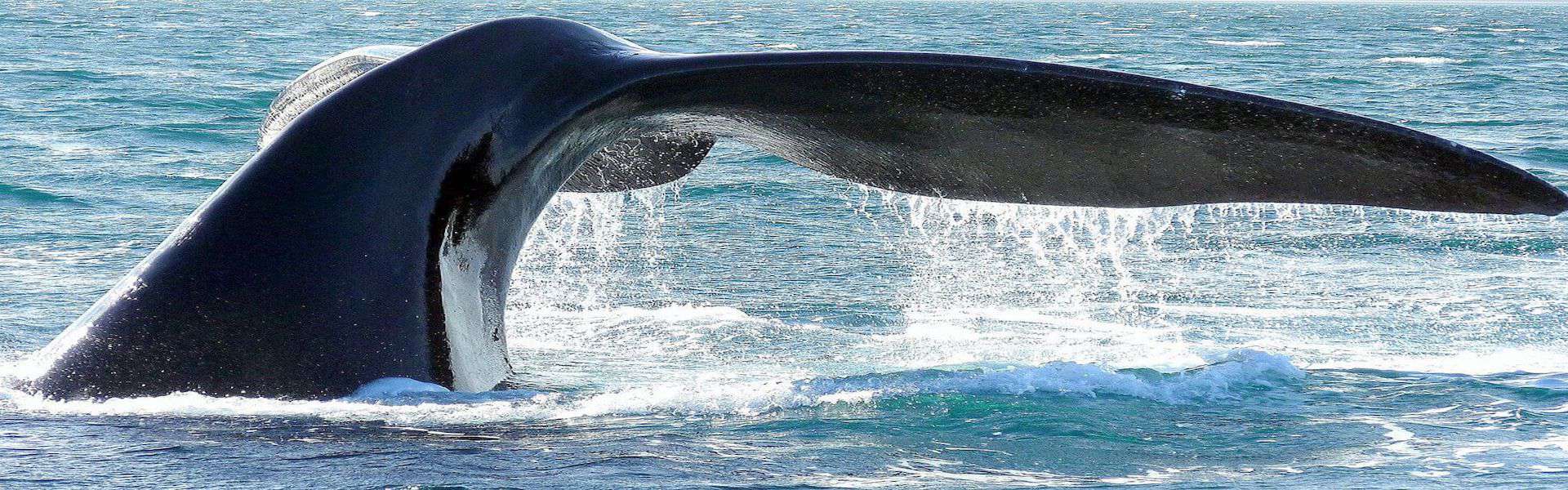 Whale tail in the ocean