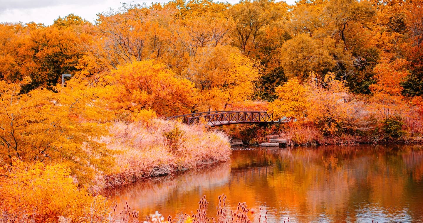 bridge over lake surrounded by golden trees