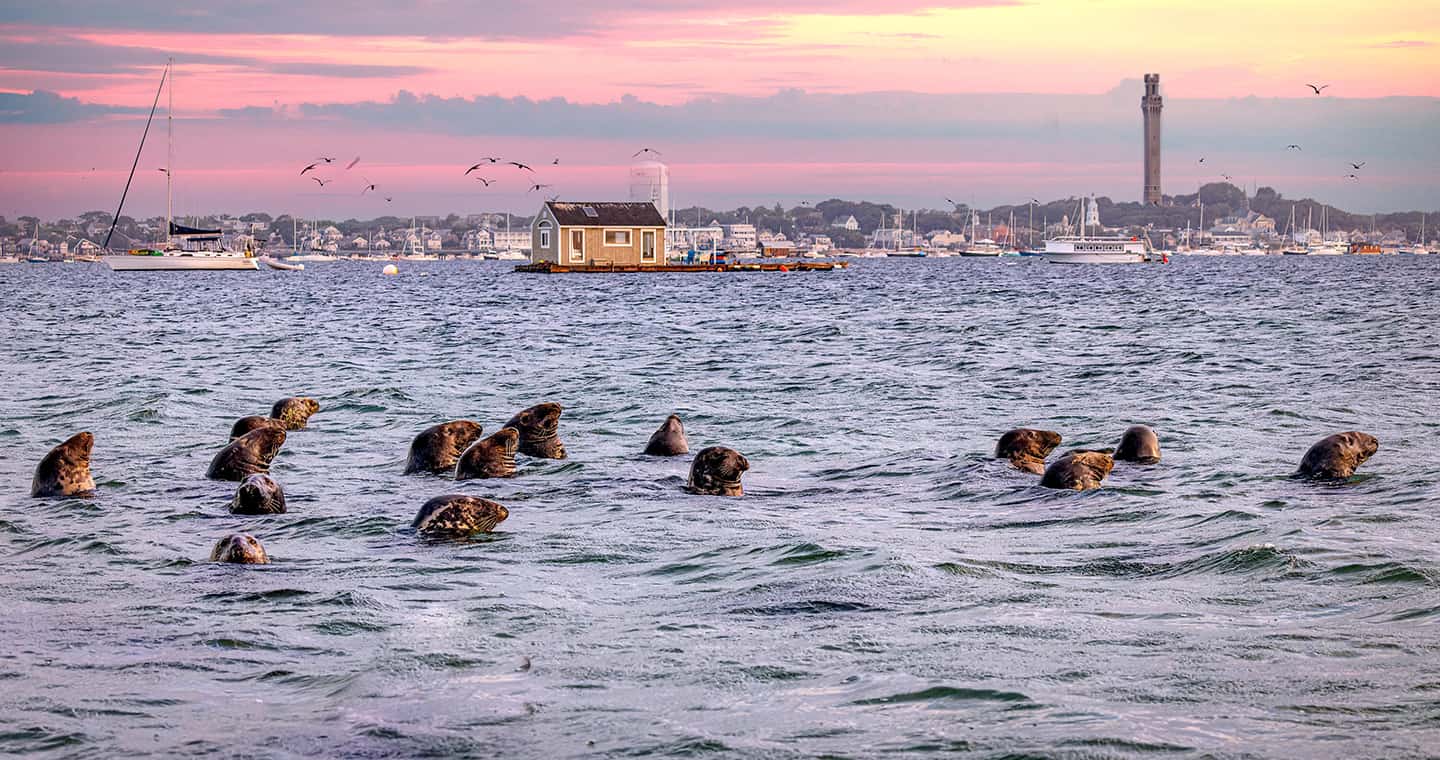 Seals at Provincetown bay