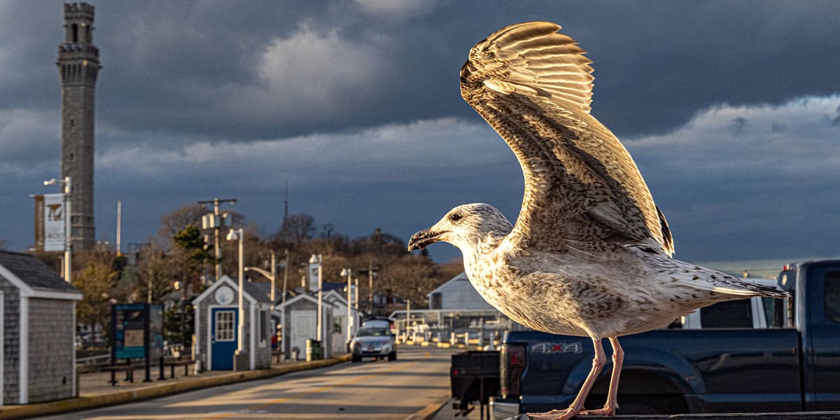 Picture of Provincetown Harbor with a sea gull on the back of a truck