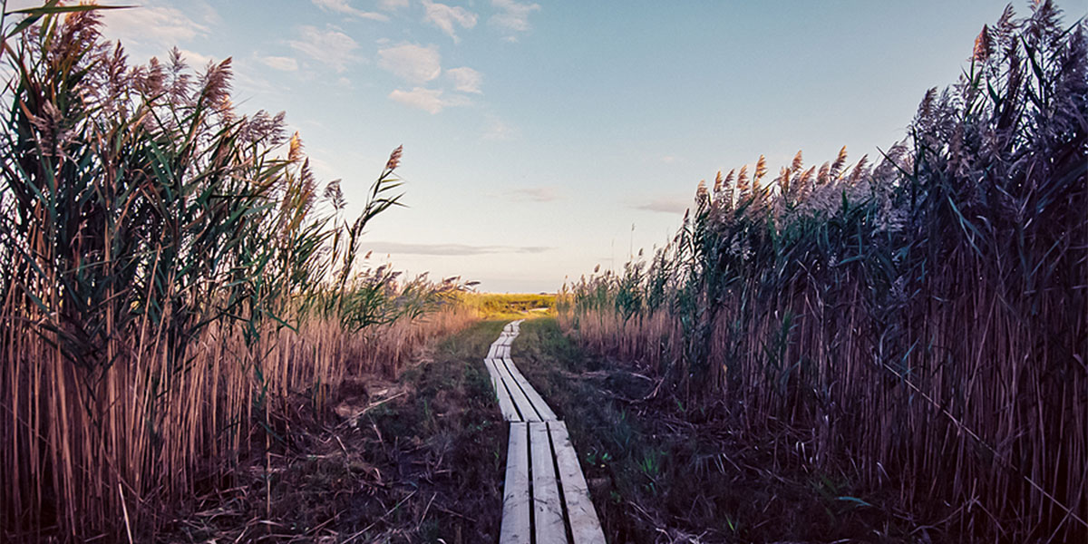 A boardwalk in the middle of a Cape Cod reed field