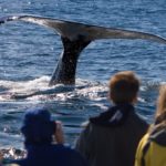 People on a whale-watching excursion in MA