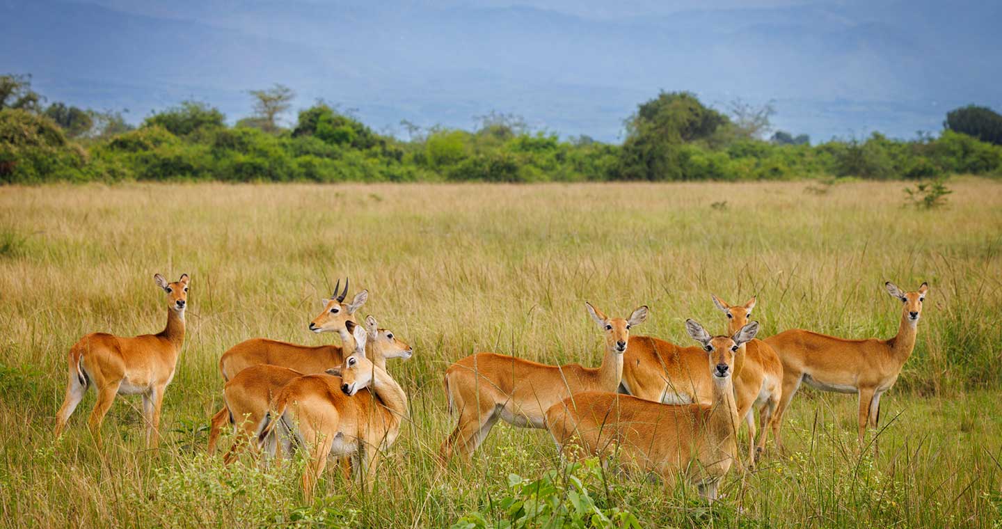 Ugandan Kobs in Queen Elizabeth National Park in Uganda