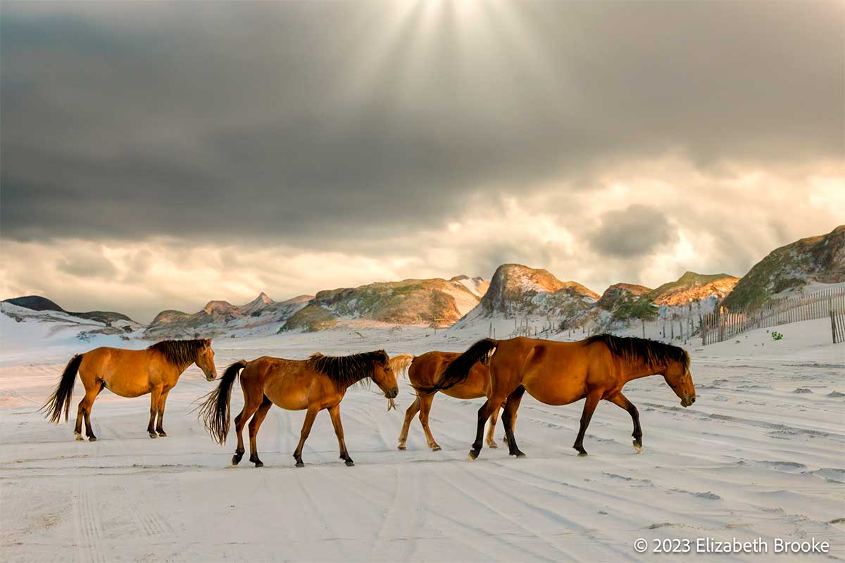 Wild horses, by Elizabeth G. Brooke