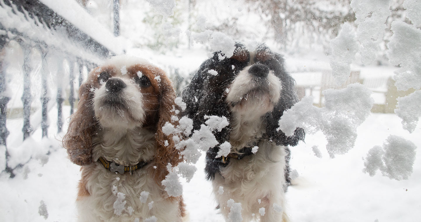 Two dogs in the snow playing during your Provincetown romantic getaway