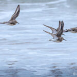Migrating Dunlin Race Point Provincetown