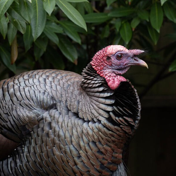 Wild turkey, Provincetown