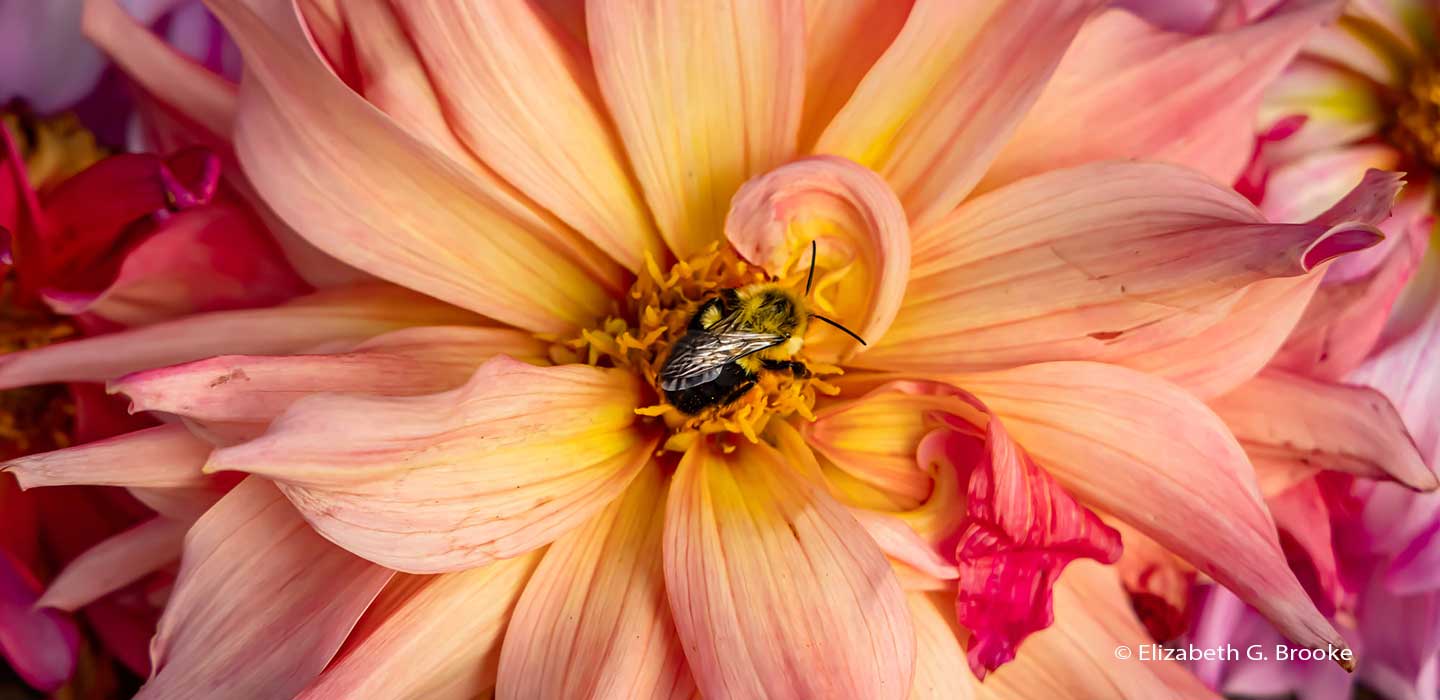Dahlia and bee