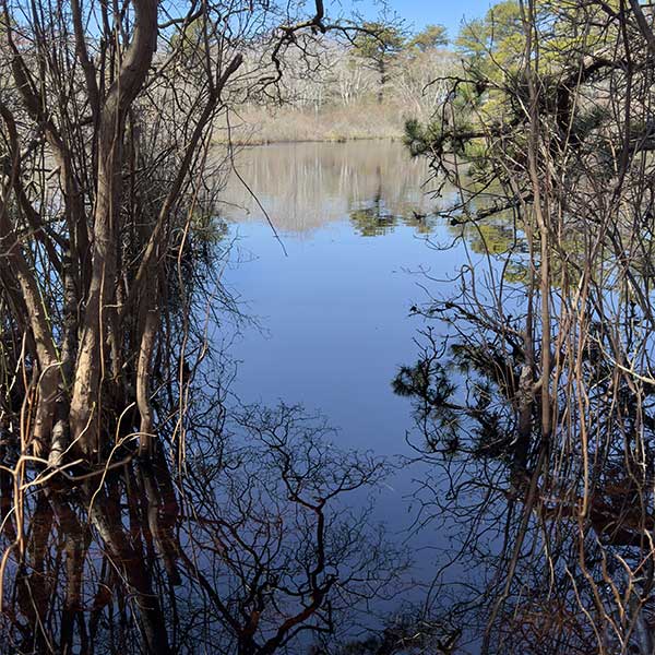 visit pond beach forest in your things to do in provincetown ma