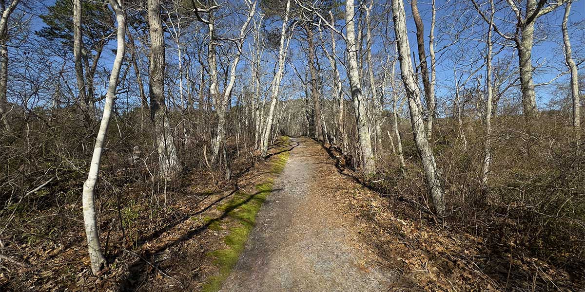 walk through the path in beach forest in your things to do in provincetown ma