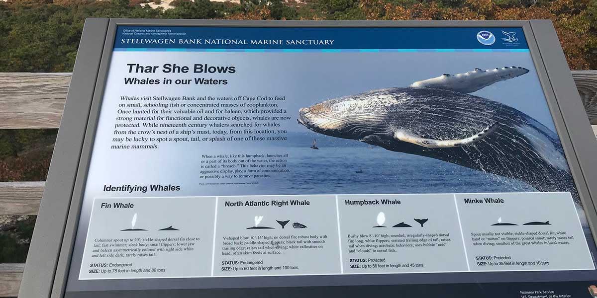 Informative sign in the dunes showing visitors how to spot whales