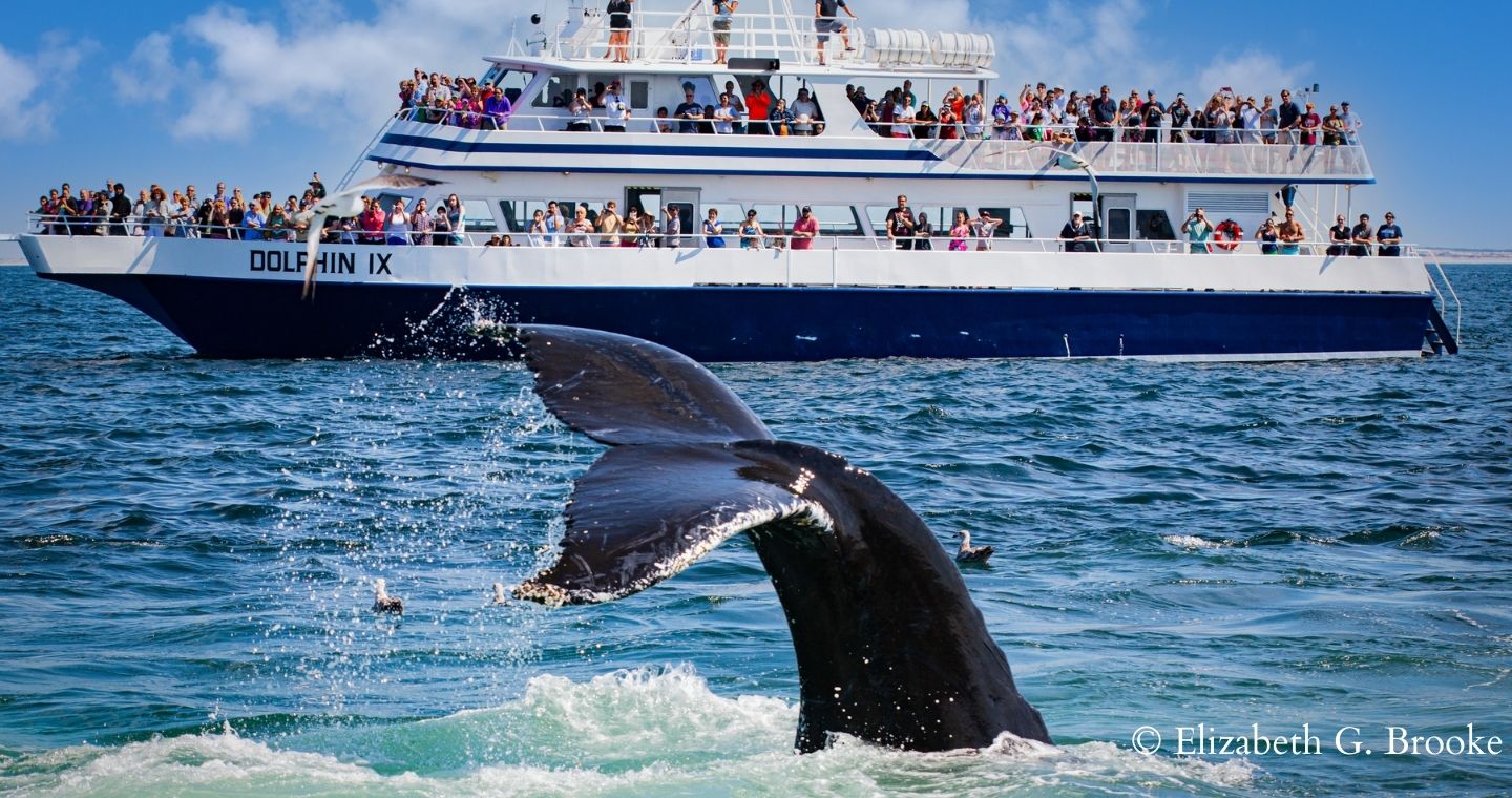 Humpback whale breaching in front of Ferry boat in Provincetown, MA