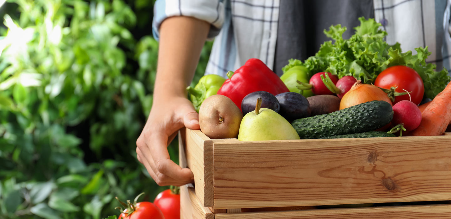 Gathering vegetables on farm for food