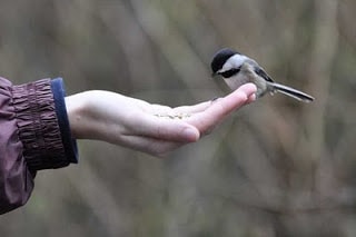 Wild Chickadees Feeding wild chickadees