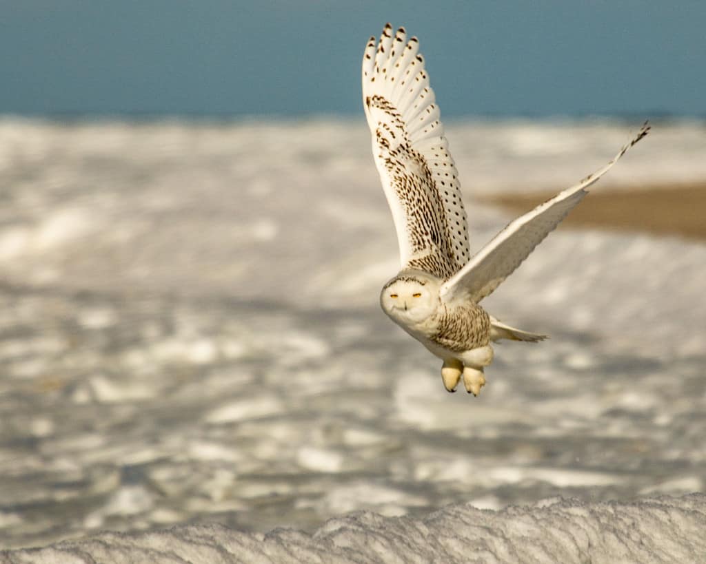 Snowy Owl