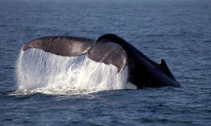 Whale