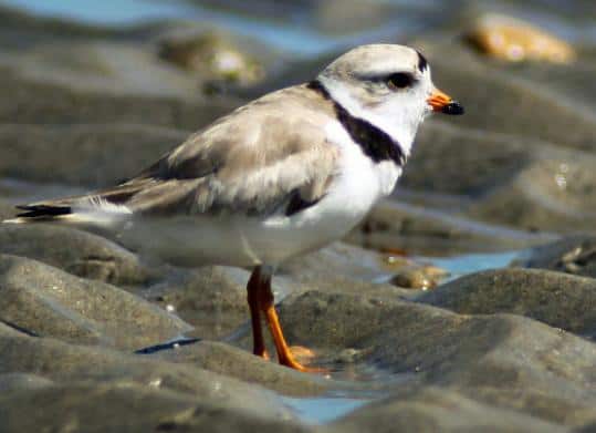 Provincetown Bird Watching Bird watching in Provincetown